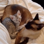 Geisha Silver Mau Born 8/7/08