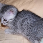 Geisha Silver Mau Born 8/7/08