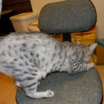 Mau Autumun Fall 2014 001-800