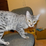 Mau Autumun Fall 2014 002-800