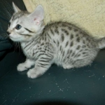Autumn - Cool Bronze Egyptian Mau female DOB 9-6-13