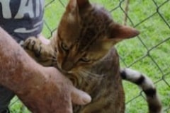 1purrfect savannah Aristotle of Bellehollow F6SBT savannah