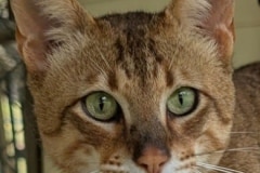 1purrfect savannah Aristotle of Bellehollow F6SBT savannah