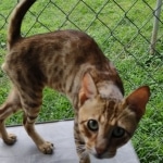 Savannah Sire Aristotle