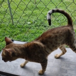 Savannah Sire Aristotle