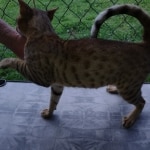 Savannah Sire Aristotle