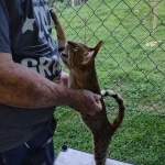 Savannah Sire Aristotle