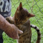 Savannah Sire Aristotle