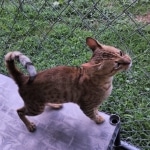 Savannah Sire Aristotle