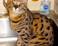 Lilly - F-1 Savannah