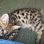 Gulliver
