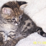 Gulliver