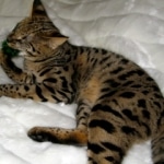 Lilly - F-1 Savannah Female DOB 6/25/08