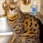 Lilly - F-1 Savannah Female DOB 6/25/08