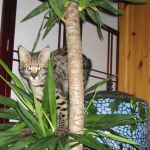 Lilly - F-1 Savannah Female DOB 6/25/08