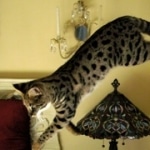 Lilly - F-1 Savannah Female DOB 6/25/08