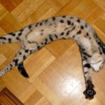 Lilly - F-1 Savannah Female DOB 6/25/08