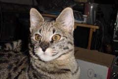 Stella - F-1 Savannah