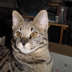 Stella