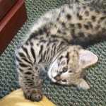 Stella