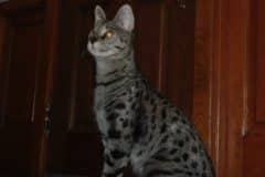 Dafiana - F-1 Savannah