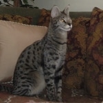 Dafiana - F1 Savannah Female DOB 10-28-05