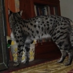 Dafiana - F1 Savannah Female DOB 10-28-05