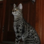 Dafiana - F1 Savannah Female DOB 10-28-05