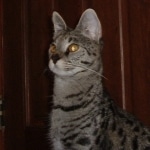 Dafiana - F1 Savannah Female DOB 10-28-05