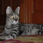 Dafiana - F1 Savannah Female DOB 10-28-05