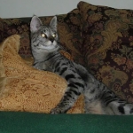 Dafiana - F1 Savannah Female DOB 10-28-05
