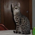 Dafiana - F1 Savannah Female DOB 10-28-05