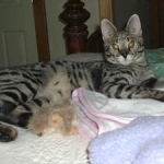 Dafiana - F1 Savannah Female DOB 10-28-05