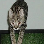 Dafiana - F1 Savannah Female DOB 10-28-05