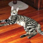 Dafiana - F1 Savannah Female DOB 10-28-05