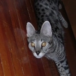 Dafiana - F1 Savannah Female DOB 10-28-05