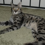 Dafiana - F1 Savannah Female DOB 10-28-05