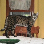 Dafiana - F1 Savannah Female DOB 10-28-05