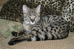 Ringo - F-1 Savannah