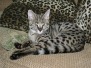 Ringo - F-1 Savannah