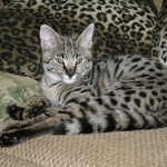 Ringo