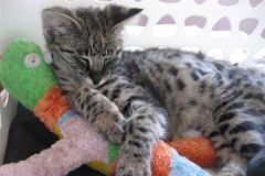 Dakar - F-1 Savannah