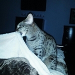 Jamba- F-1 Savannah male DOB 4-11-08