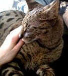 Jamba - F-1 Savannah DOB 4-11-08