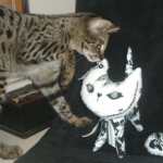 Jamba - F-1 Savannah DOB 4-11-08