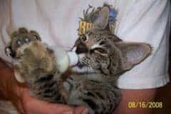 Sister - F-1 Savannah