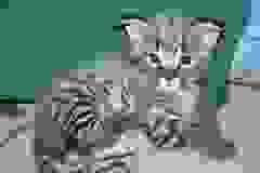 Dakota - F-1 Savannah