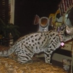 Dakota - F-1 Savannah Male dob 4-11-08