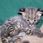 Dakota - F-1 Savannah Male dob 4-11-08