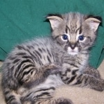 Dakota - F-1 Savannah Male dob 4-11-08